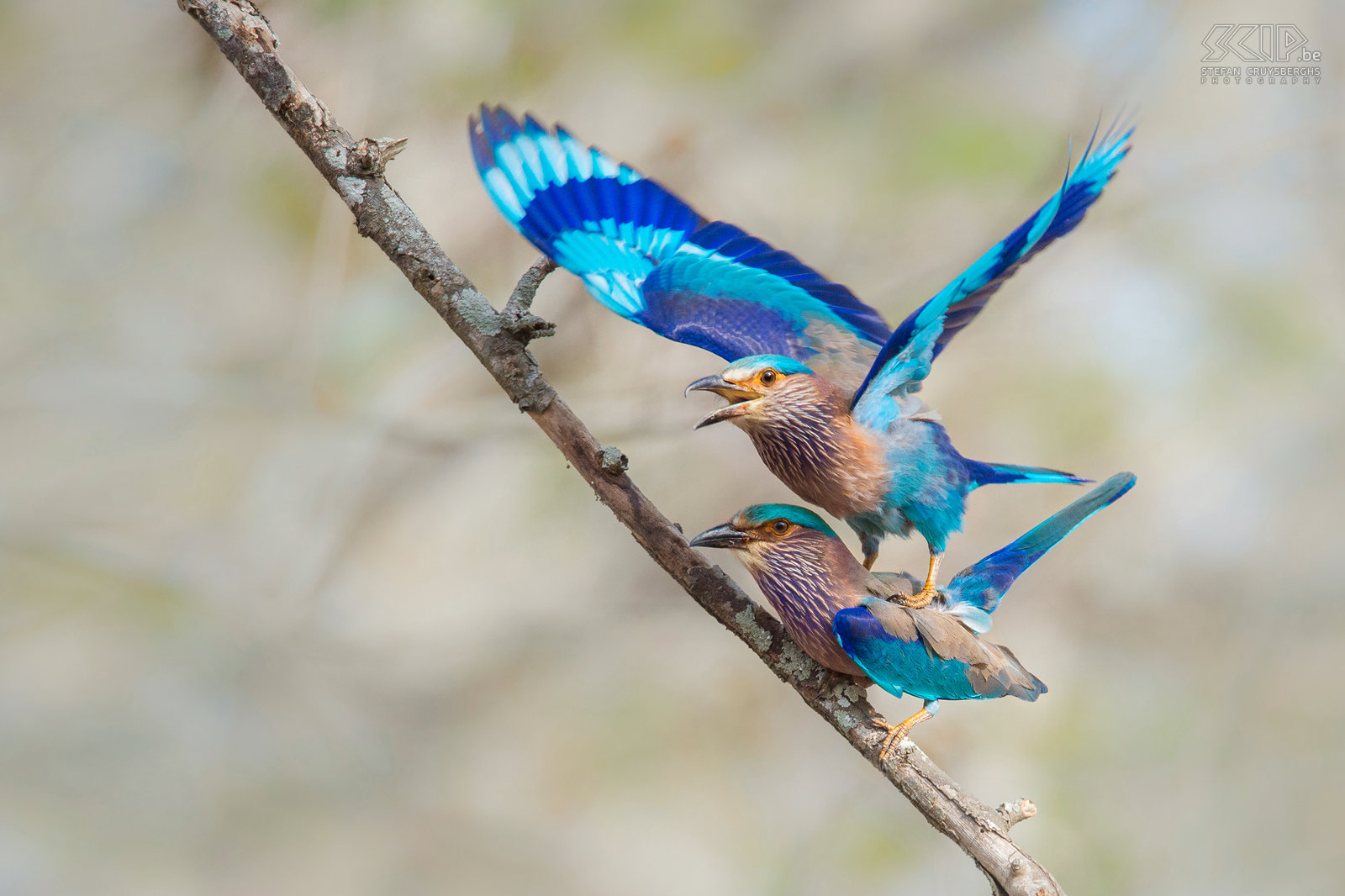 Kabini - Mating Indian Rollers  A common but very colourful bird is the Indian roller (Coracias benghalensis). We 'caught' them while they were mating. Stefan Cruysberghs